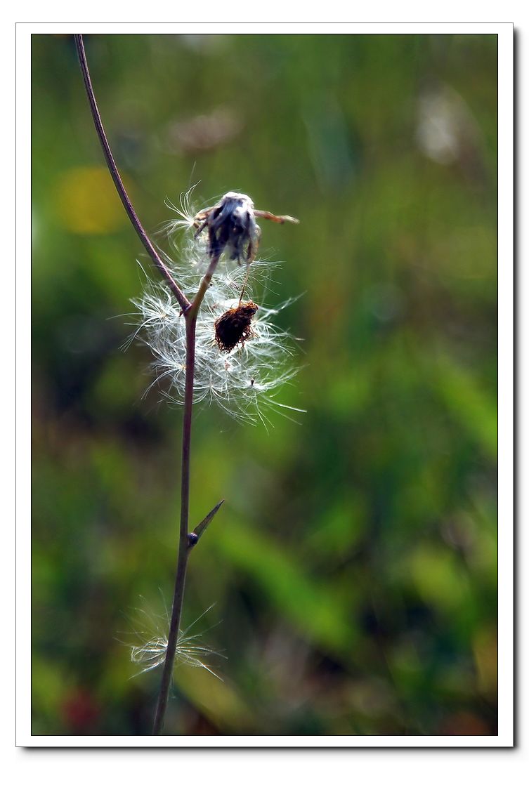 秋天印象 (2).jpg