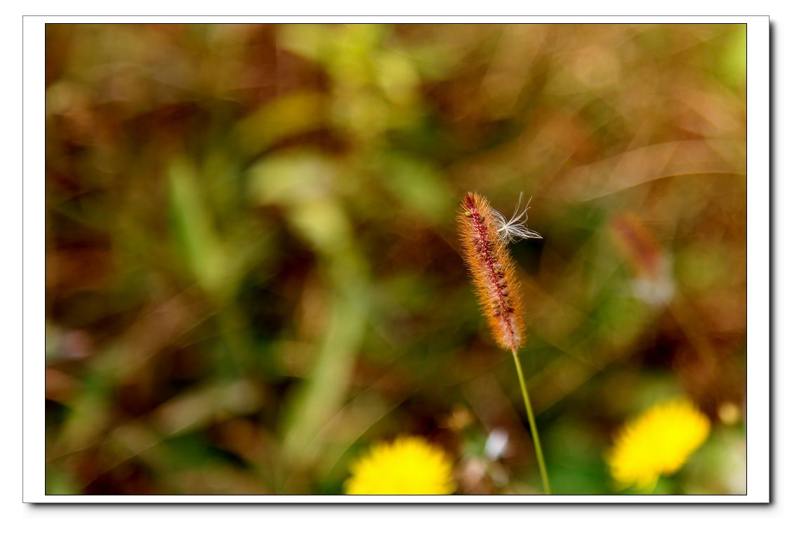 秋天印象 (3).jpg