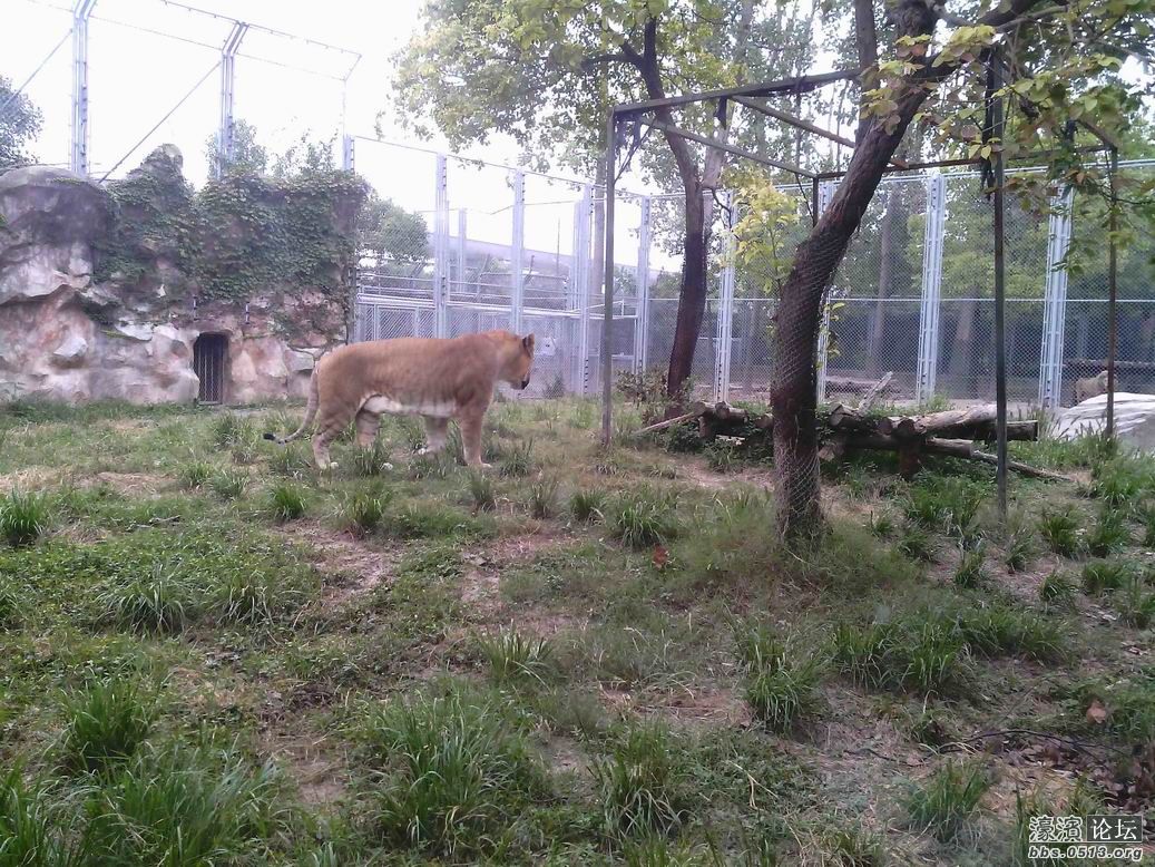 狮虎兽，没生殖能力的