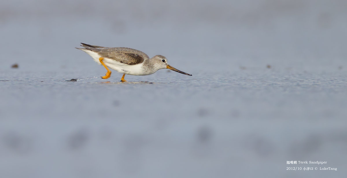 翘嘴鹬 Terek Sandpiper-2.jpg