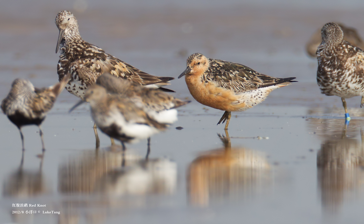 红腹滨鹬 Red Knot.jpg