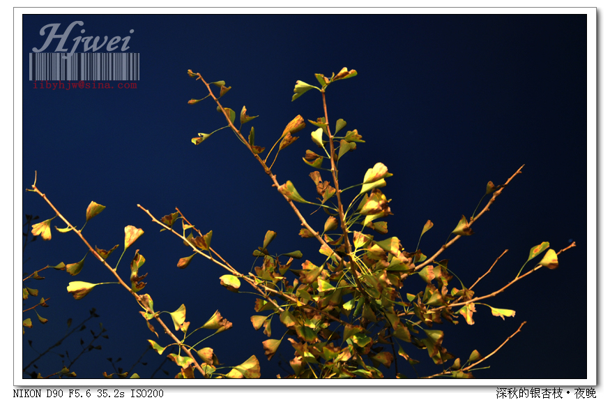 （夜晚）深秋的银杏枝.jpg