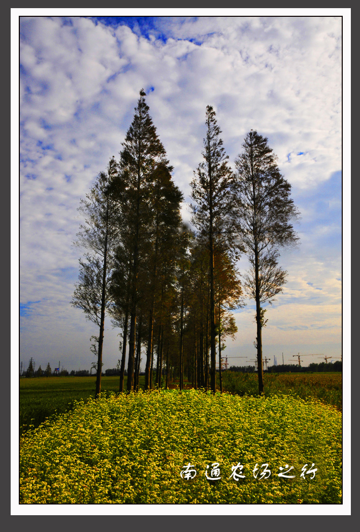 南通农场之行 (1).jpg