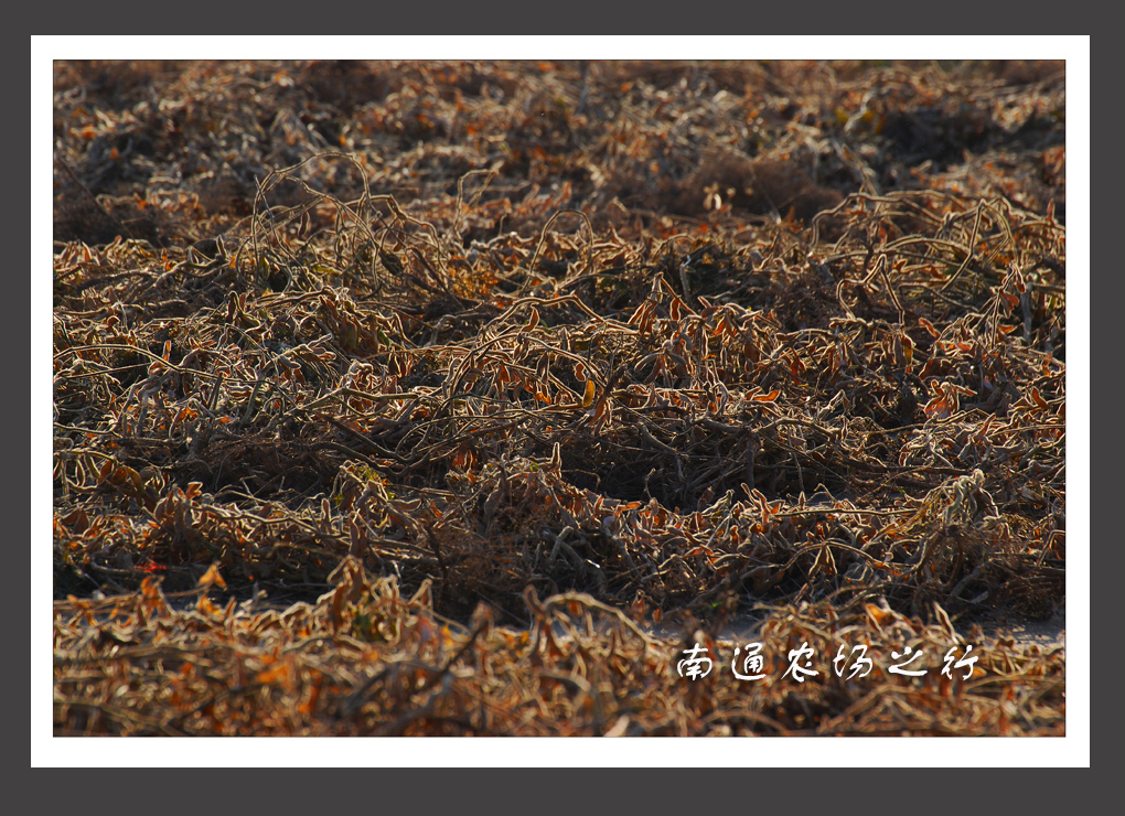 南通农场之行 (4).jpg