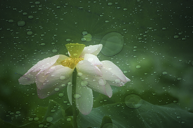 雨  荷1.jpg