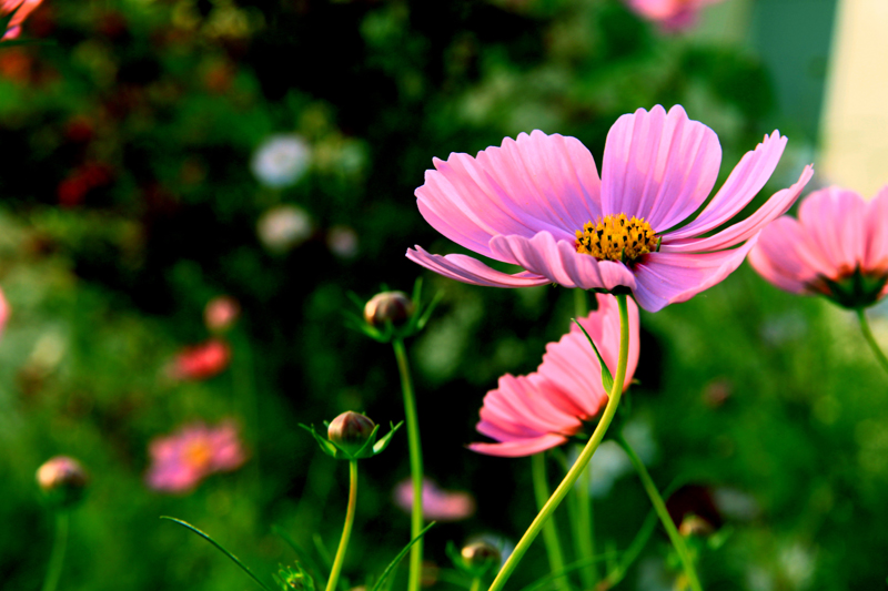 IMG_7812 - 副本.JPG