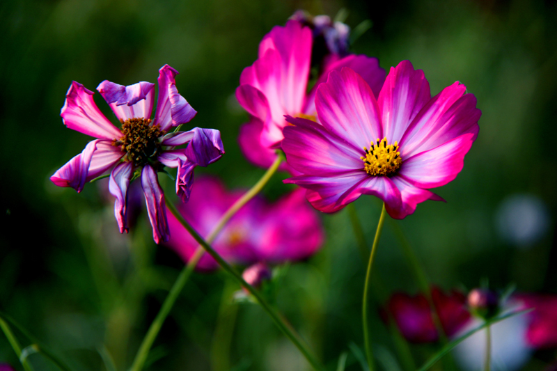 IMG_7819 - 副本.JPG