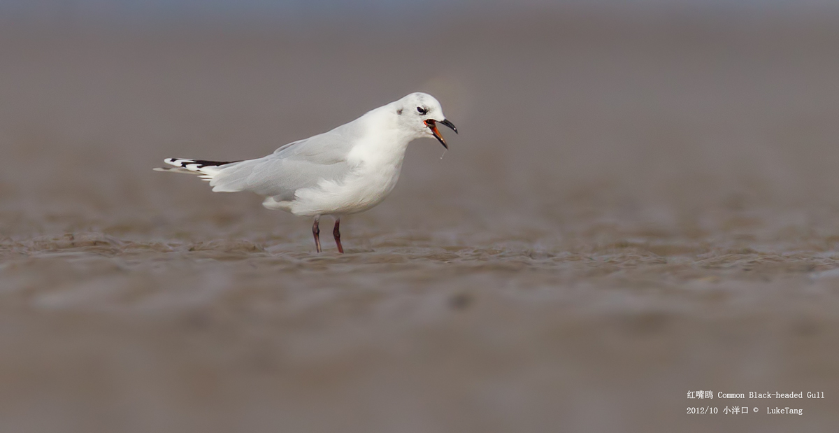 红嘴鸥 Common Black-headed Gull.jpg