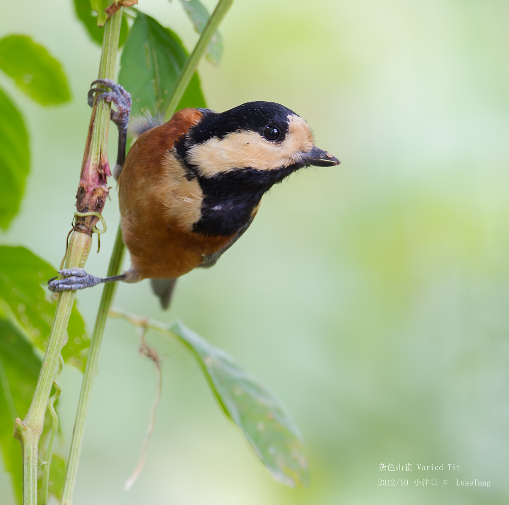 杂色山雀 Varied Tit-1.jpg