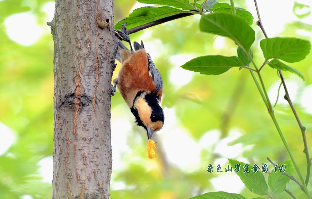 杂色山雀4.jpg