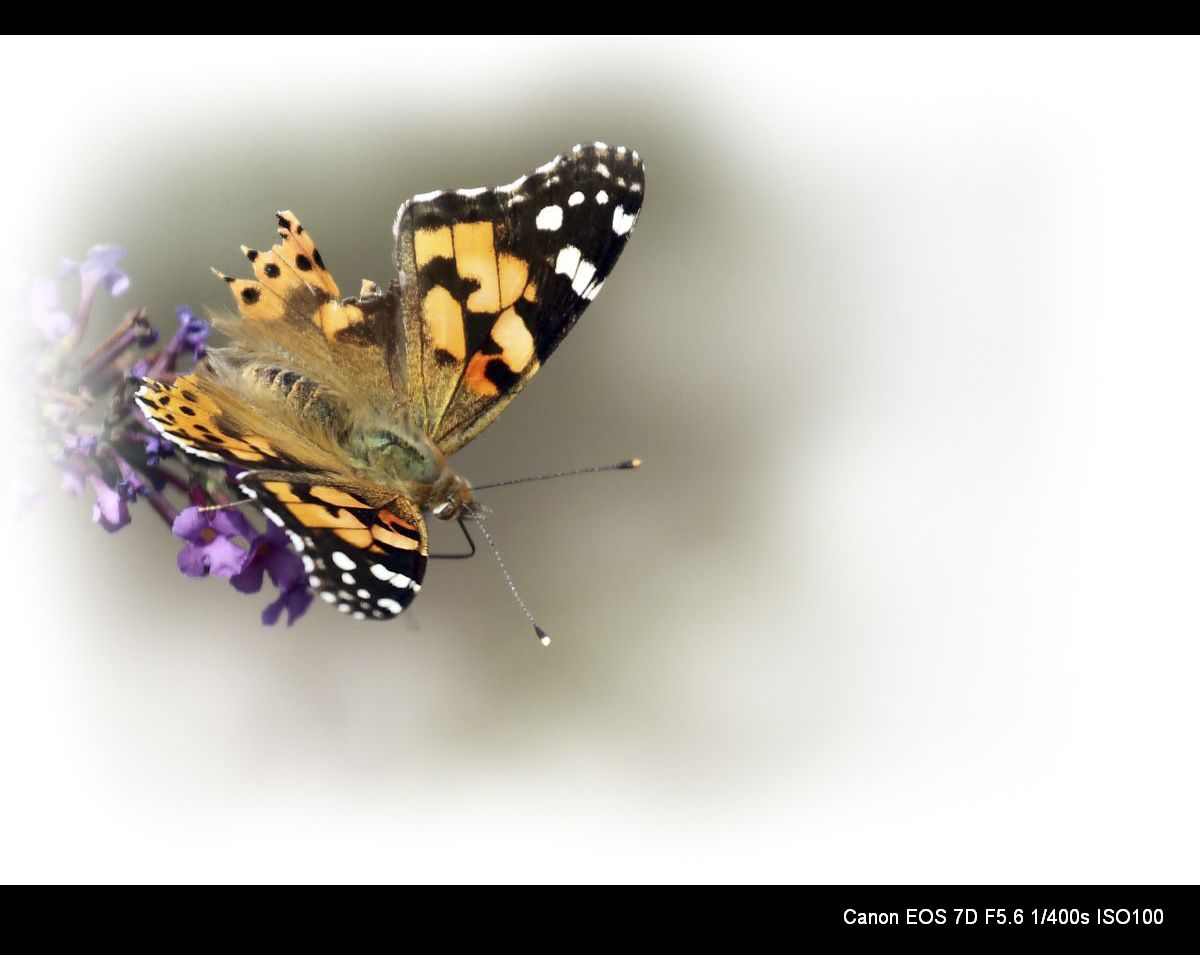 秋蝶也烂漫 (1).jpg