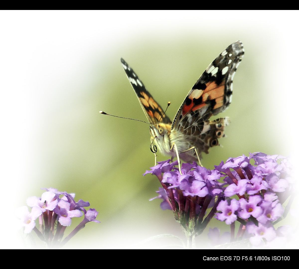 秋蝶也烂漫 (2).jpg