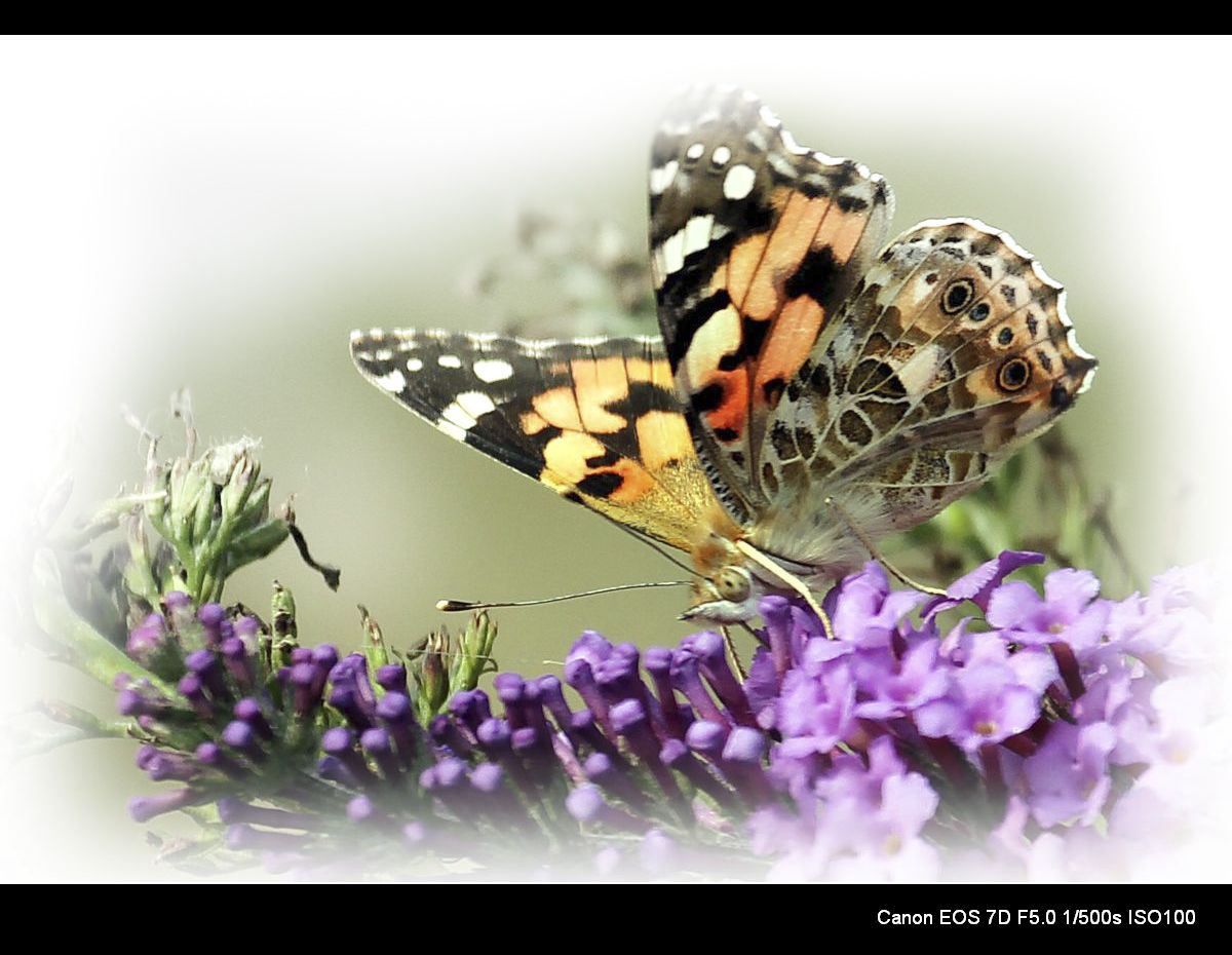 秋蝶也烂漫 (3).jpg