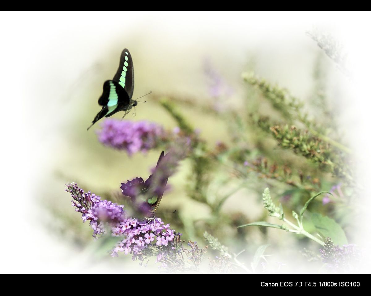 秋蝶也烂漫 (4).jpg