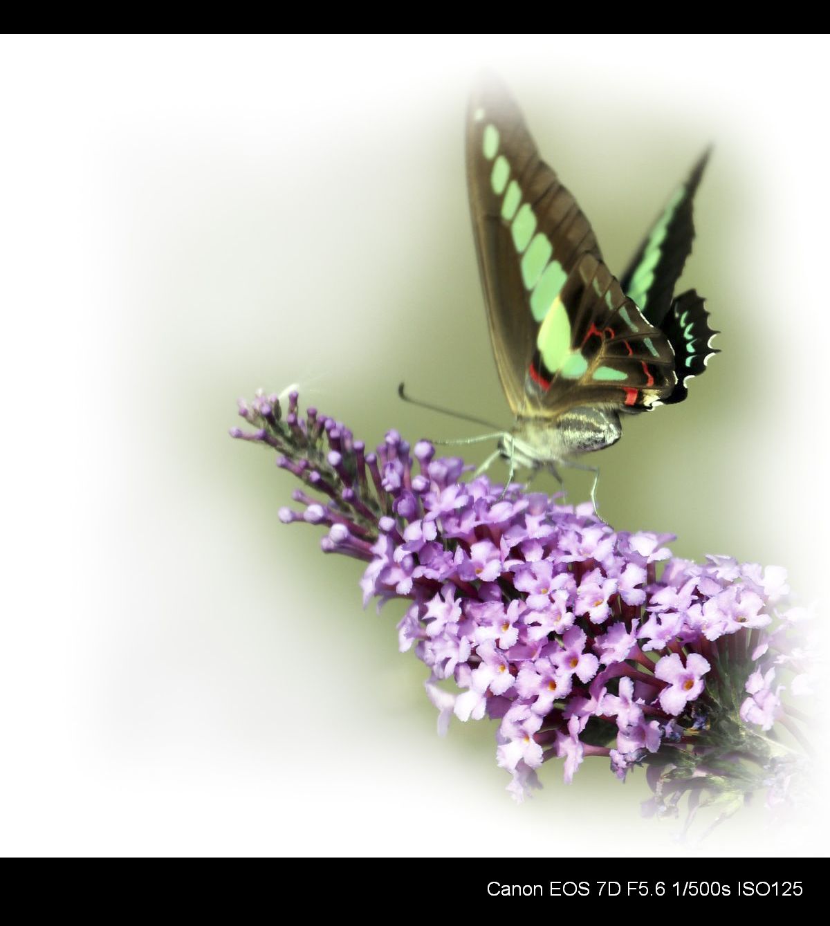 秋蝶也烂漫 (5).jpg