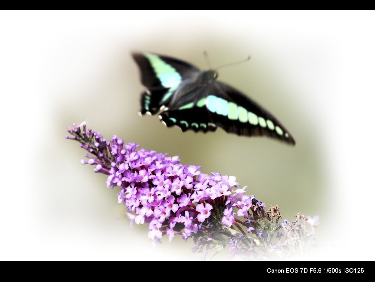 秋蝶也烂漫 (6).jpg