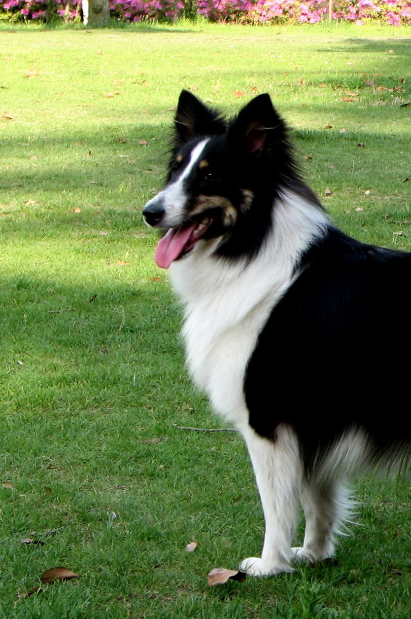 兽头禽首系列 (1).jpg