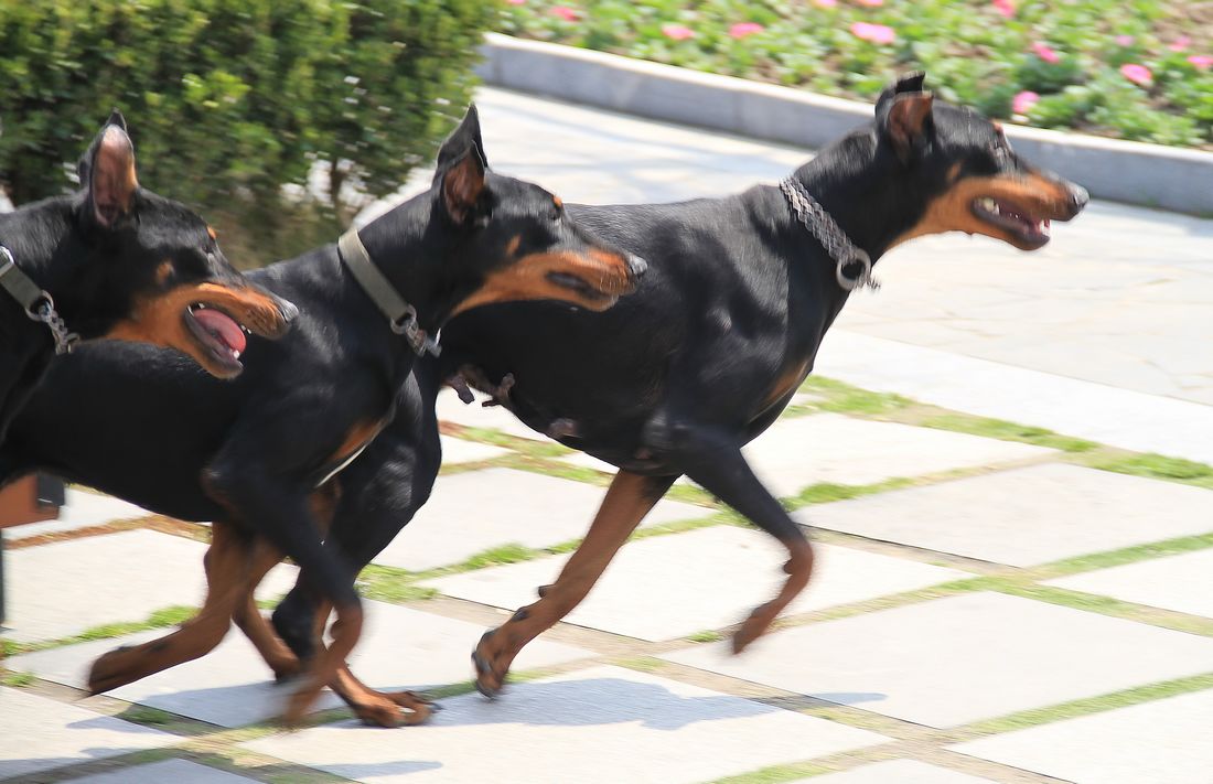 兽头禽首系列 (2).jpg