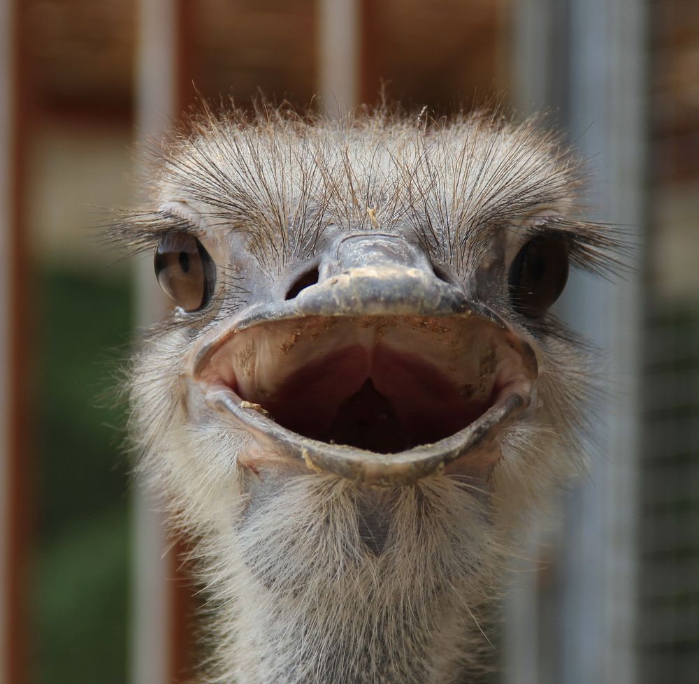 兽头禽首系列 (3).jpg