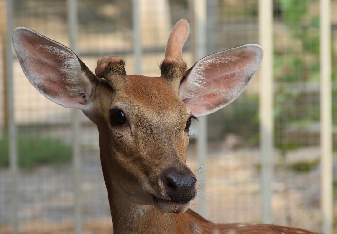 兽头禽首系列 (4).jpg