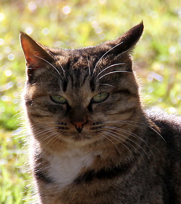 兽头禽首系列 (5).jpg