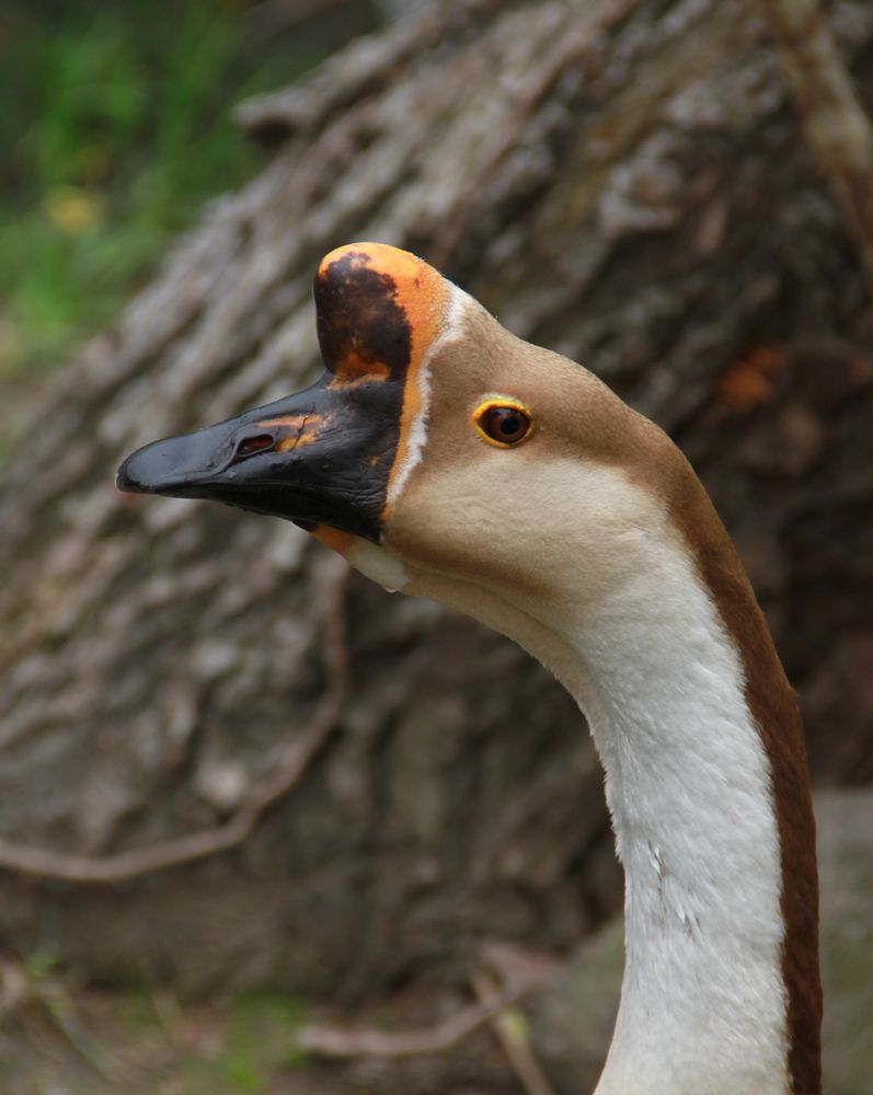 兽头禽首系列 (6).jpg