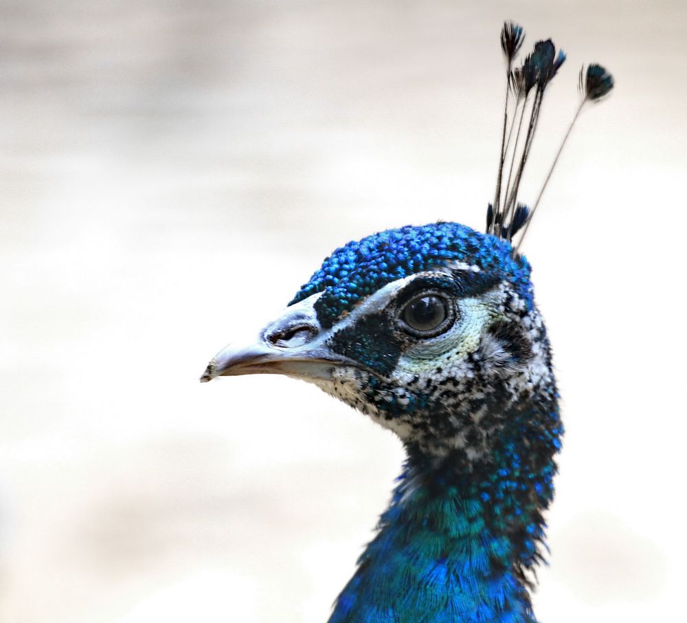 兽头禽首系列 (7).jpg