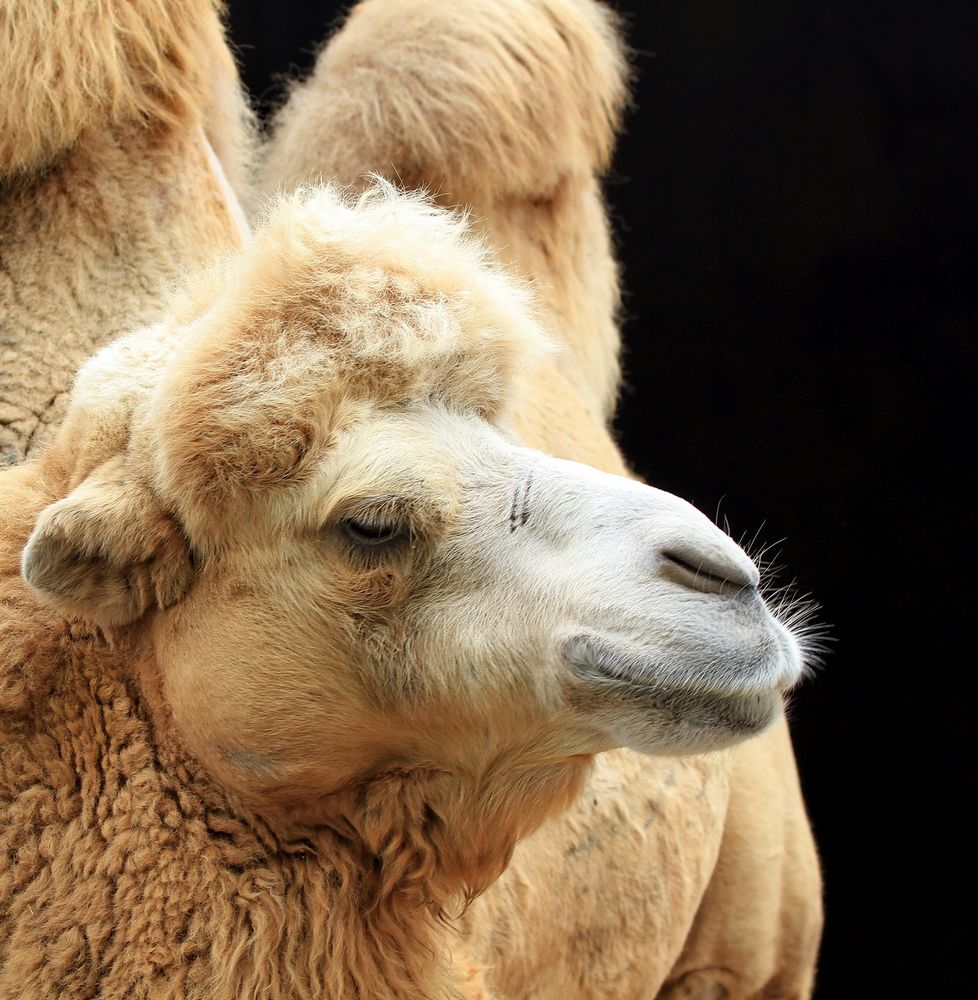 兽头禽首系列 (8).jpg