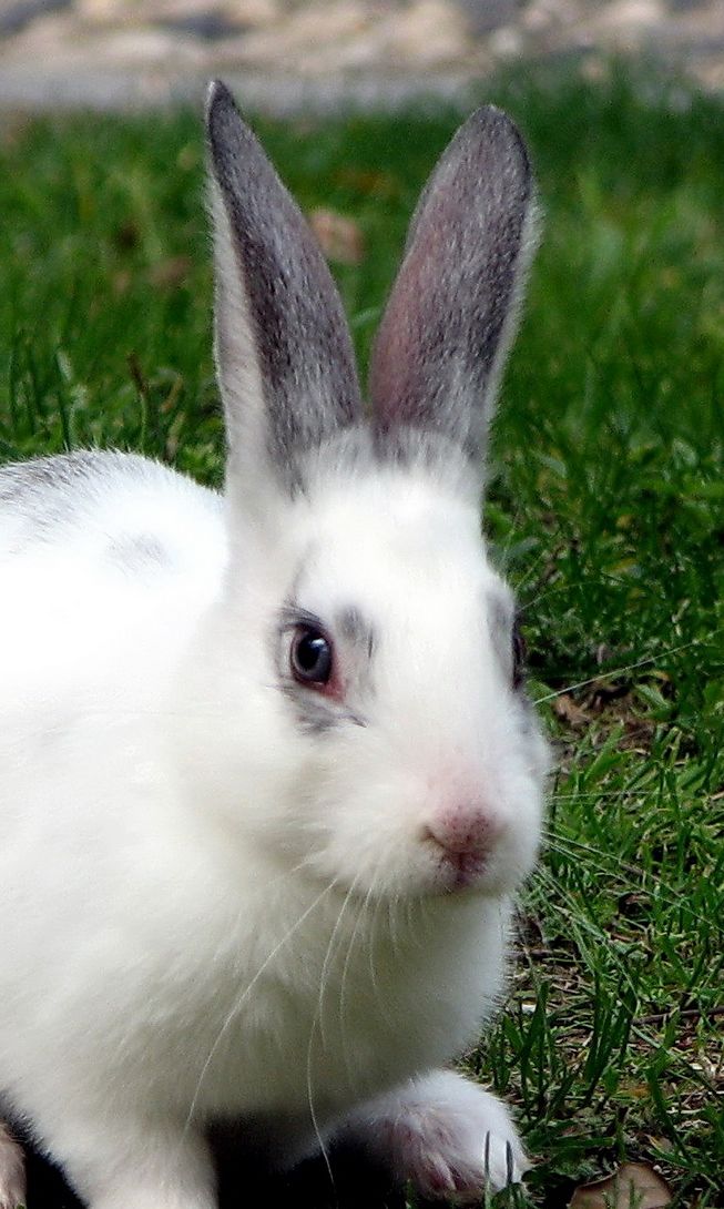 兽头禽首系列 (9).jpg