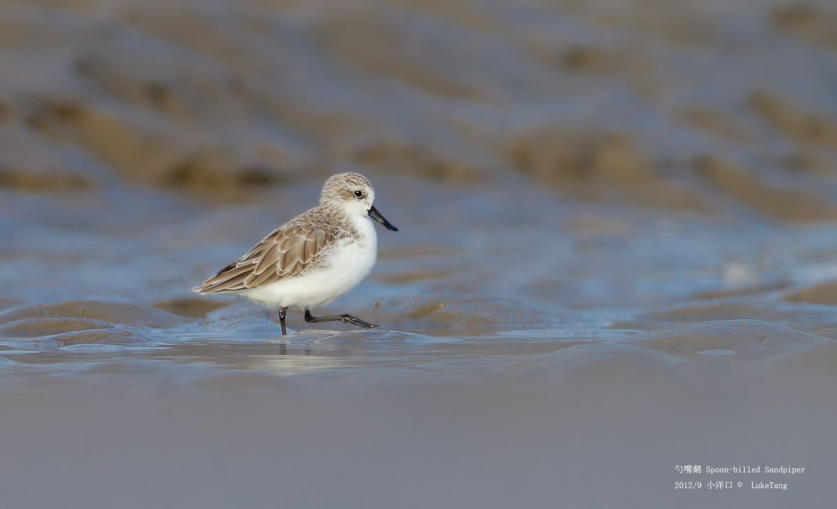 Spoon-billed Sandpiper-2012923-1.jpg