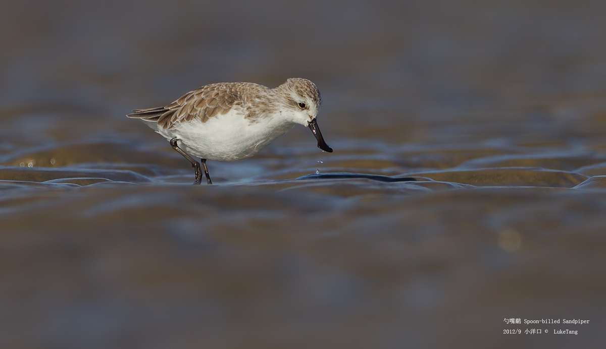 Spoon-billed Sandpiper-20120930-6.jpg