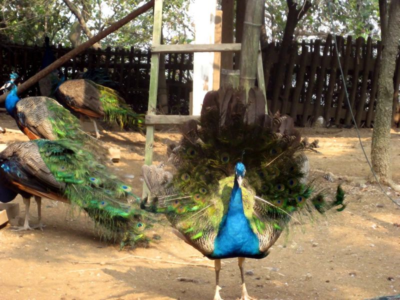 孔雀1.JPG