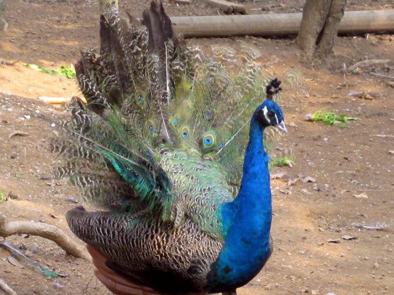 孔雀2.JPG