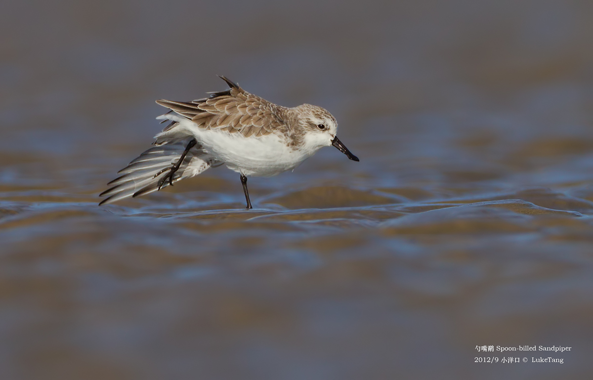 Spoon-billed Sandpiper-20120930-1.jpg