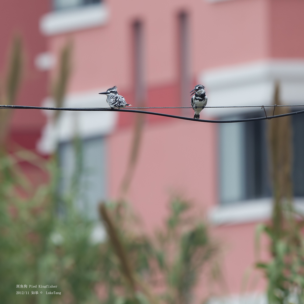 斑鱼狗 Pied Kingfisher-1.jpg
