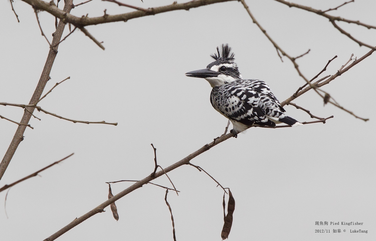 斑鱼狗 Pied Kingfisher.jpg