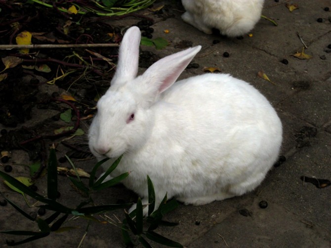 兔.jpg