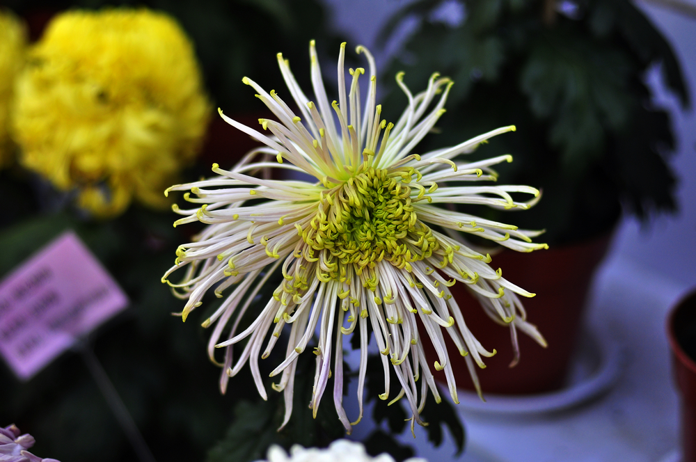 10.4园博园菊花 012.jpg