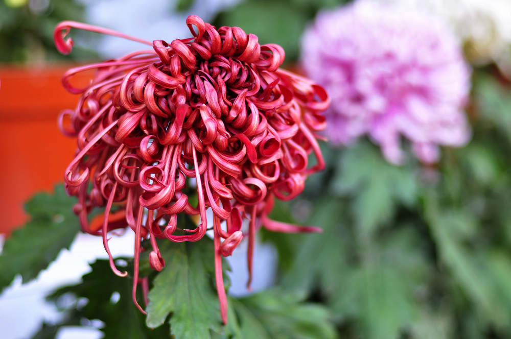 10.4园博园菊花 013.jpg