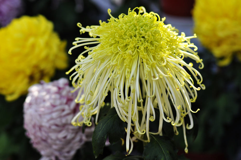 10.4园博园菊花 021.jpg