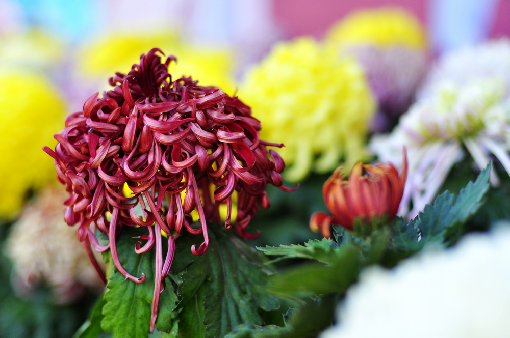 10.4园博园菊花 027.jpg