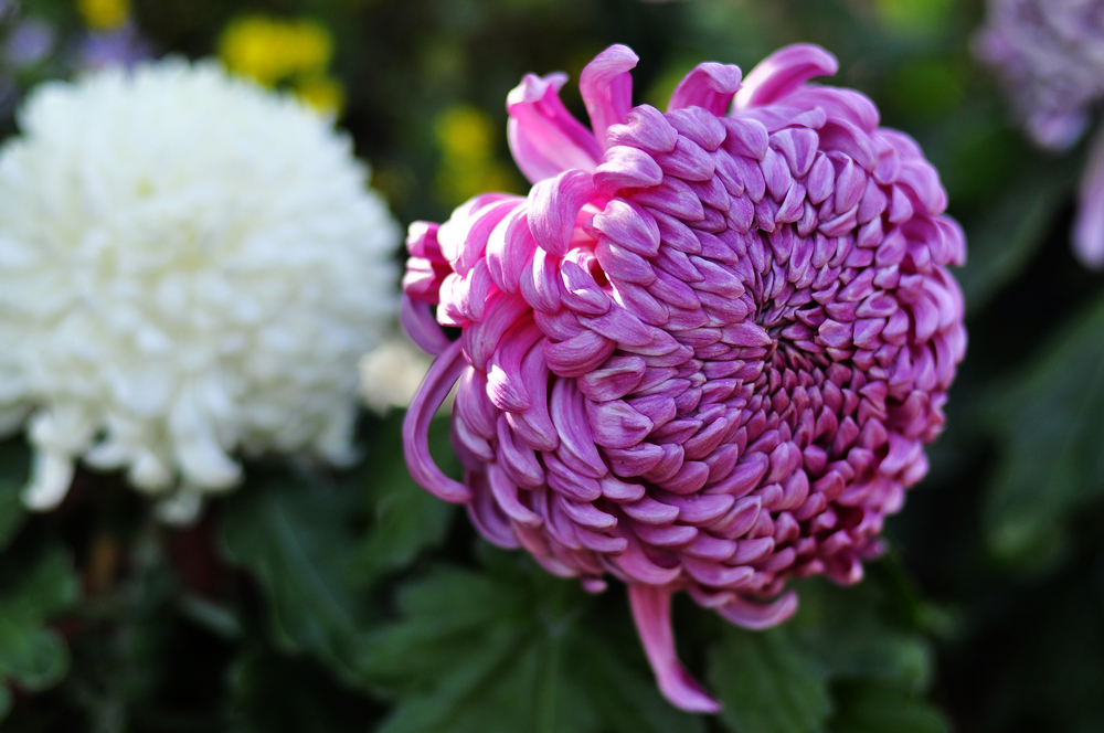 10.4园博园菊花 029.jpg