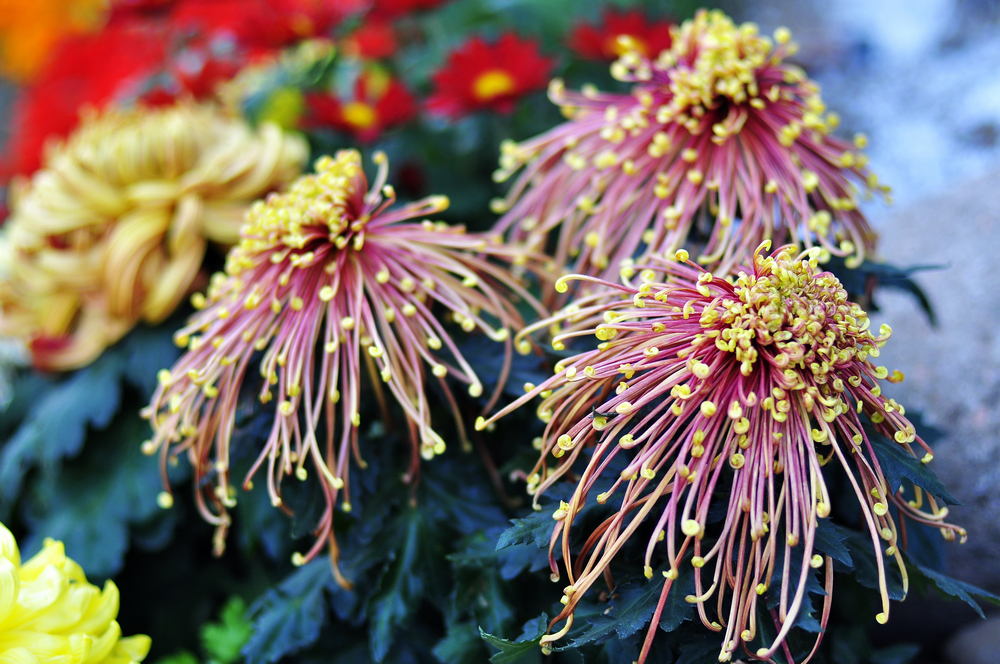 10.4园博园菊花 034.jpg