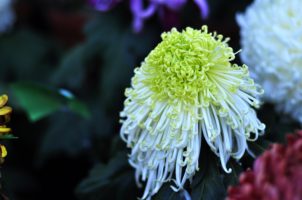 10.4园博园菊花 035.jpg