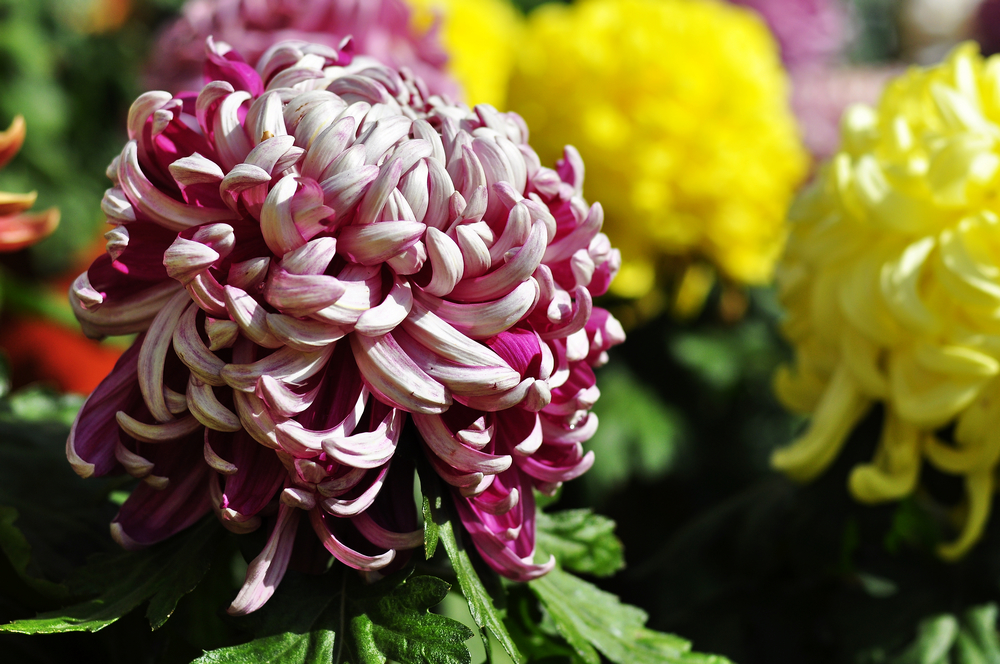 10.4园博园菊花 046.jpg