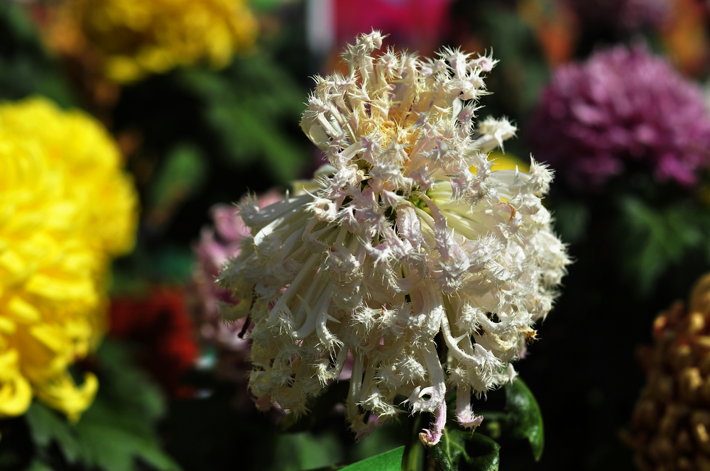 10.4园博园菊花 047.jpg