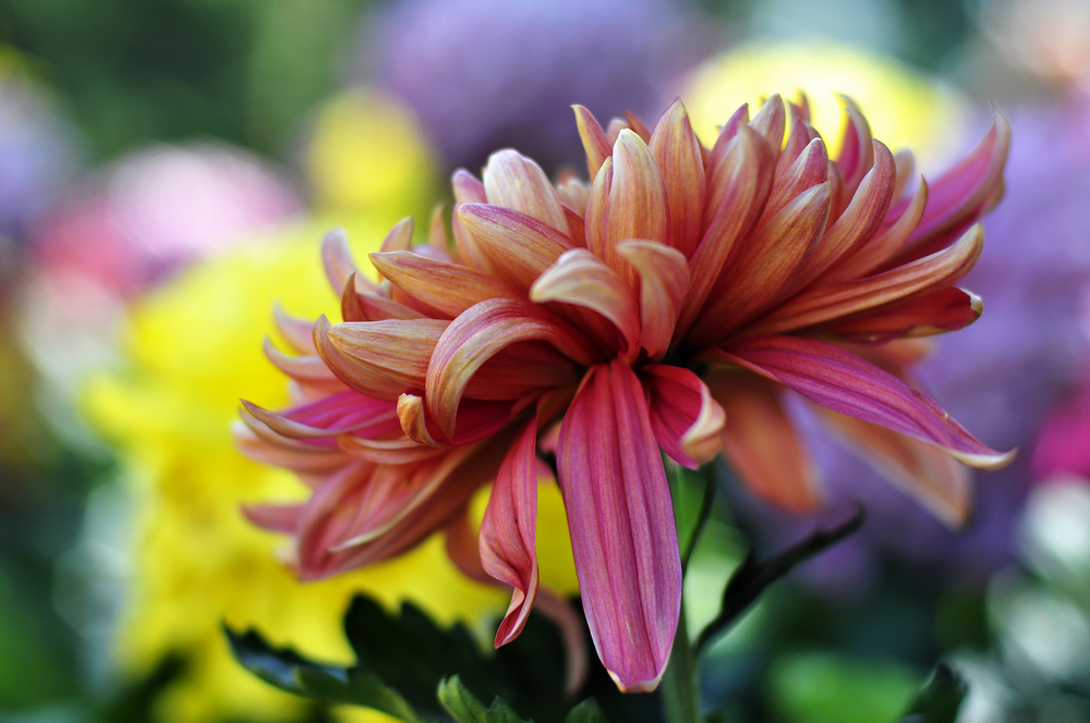 10.4园博园菊花 057.jpg