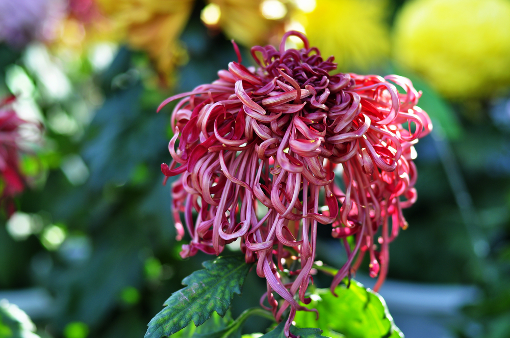 10.4园博园菊花 058.jpg