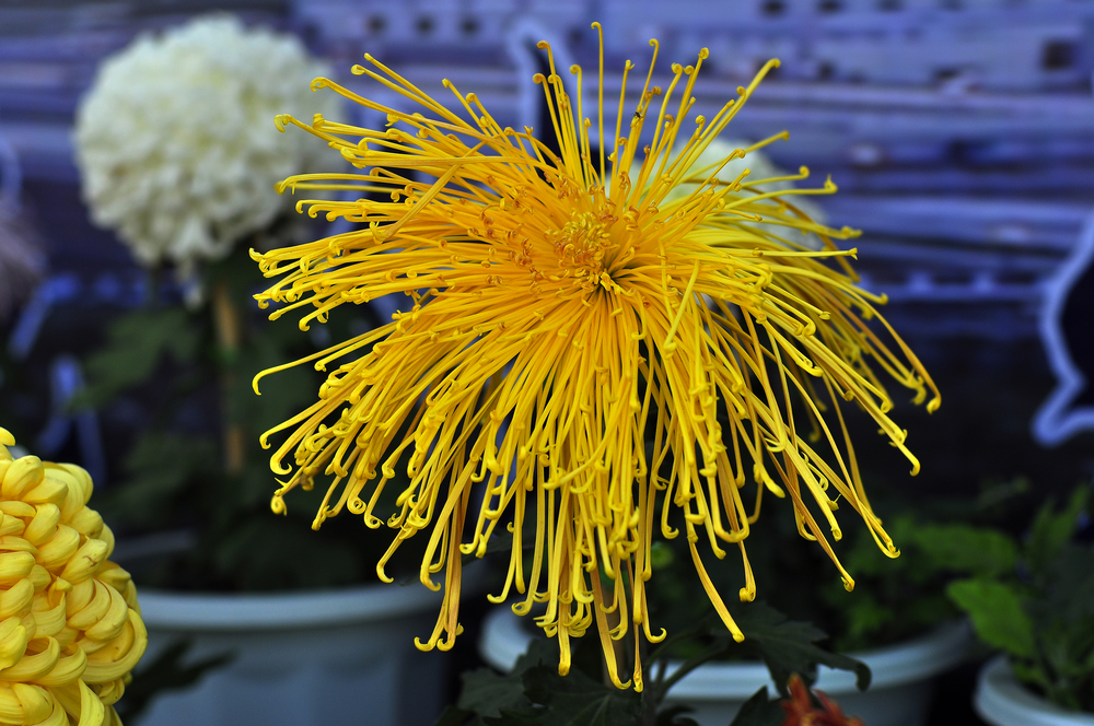 10.4园博园菊花 066.jpg