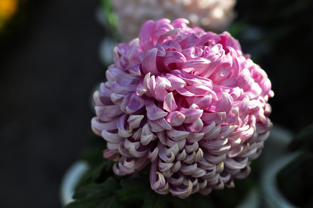 10.4园博园菊花 069.jpg